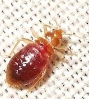 bed bug picture